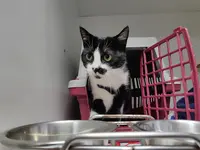 Chat Lut