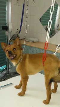 Ac Tifs Canin
