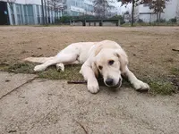 Charles Educateur Canin Comportementaliste