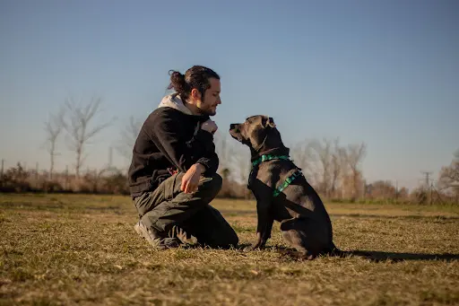 Chiens et Compagnie Educateur Canin Comportementaliste