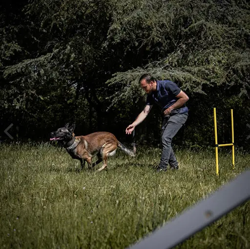 Comme Cha et Chiens