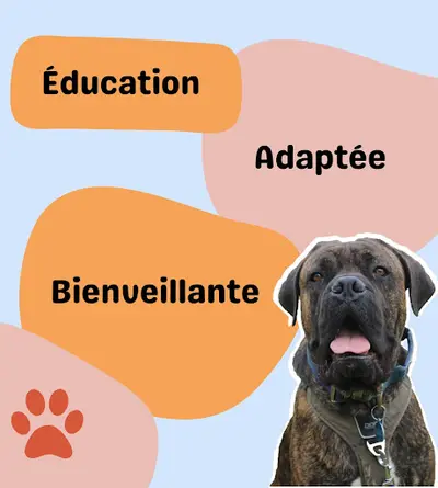 To Dog Éducation - Éducateur Canin À Lyon