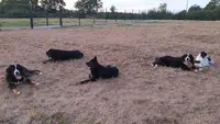 Canis Attitude : Pension Canine, Éducation, Médiation
