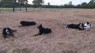 Canis Attitude : Pension Canine, Éducation, Médiation