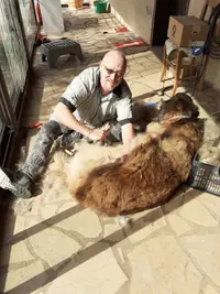 Richard le Toiletteur - l'Art des Chiens