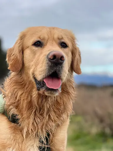 Elevage Golden Retriever du Mazage de Mascayenne