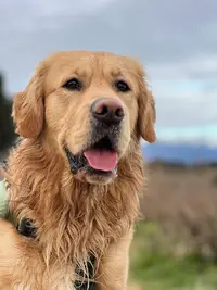 Elevage Golden Retriever du Mazage de Mascayenne