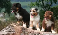 Les P Tits Pwalus