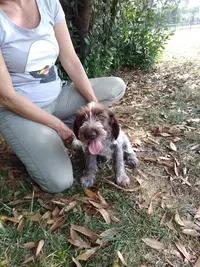 Élevage de la Barde Lierre : Vente de Chiots Griffons Korthals