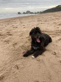 Pension Canine & Féline Escarrebousse