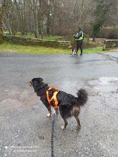 Centre d'Éducation Canine de Magnac Bourg Club Canin Happy Dog