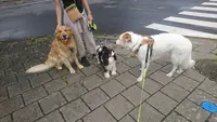 Capdog Education