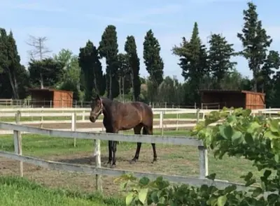 Cd Little Ranch