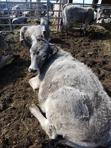 Red Star Ranch