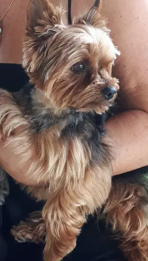 Les Lisières d'Arraga : Élevage de Yorkshire Terrier , Yorkshire Biewer et Golden Retriever