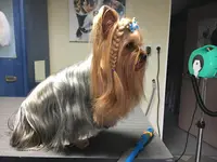 Coif’chiens