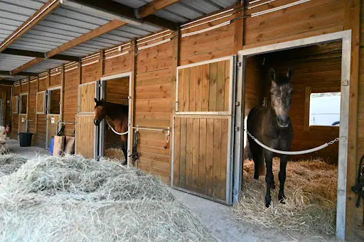Haras de Berka