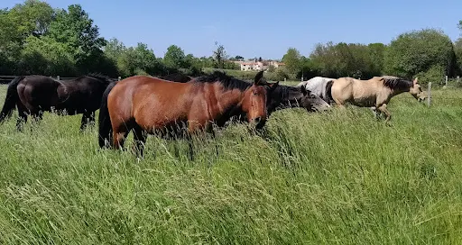 Crf Equine