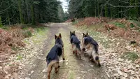 Valcreuse, la Comp Amie des Chiens