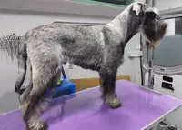 À la Patte d'Argent