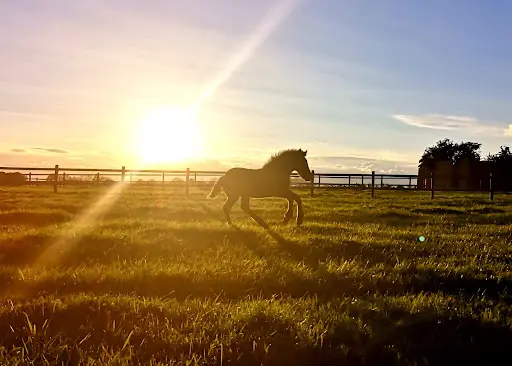 Haras de Roize