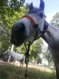 Ecurie les Petits Chevaux Maisons-laffitte