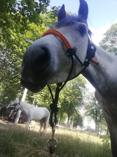 Ecurie les Petits Chevaux Maisons-laffitte