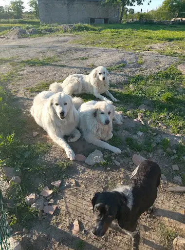 Les Bergers de Lulu