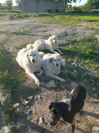 Les Bergers de Lulu