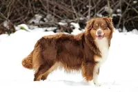 Domaine des Belles Aubois Élevage Canin Berger Australien et Berger Américain Miniature