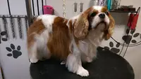 Dog Shop