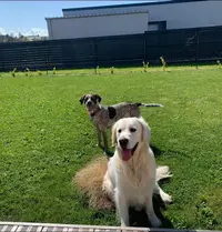 Educadog