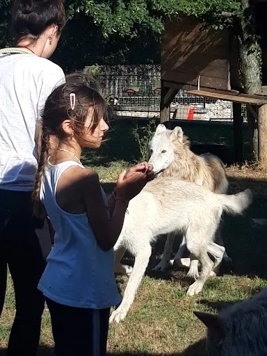 Les Brebis de la Fortunelle