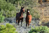 Les Ecuries de la Bonnette (elevage de Lipizzan)