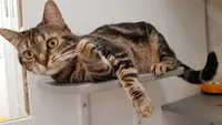 Amicat76 Pension Pour Chats