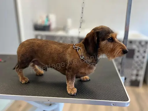 Au Caniche