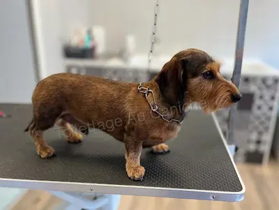 Au Caniche