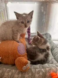 Un Chat Dans la Vie
