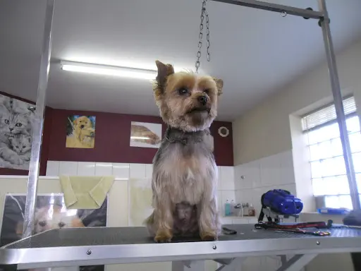 Animal Beauté