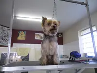 Animal Beauté