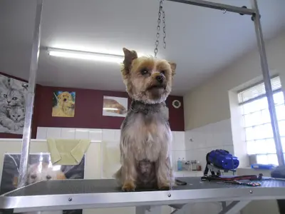 Animal Beauté