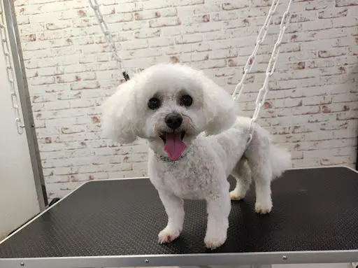 Le P Ti Mousse