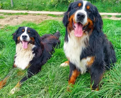 Bouvier Bernois & Bouvier de l'Entlebuch - Élevage du Clan des Acacias - Bretagne