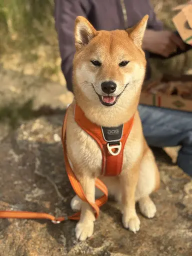 Pension - Elevage Akai Inu - Shiba Inu et Akita Inu