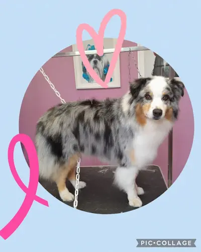 Au Bien Etre Canin