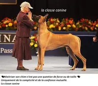 La Classe Canine (pension Puy de Dôme)