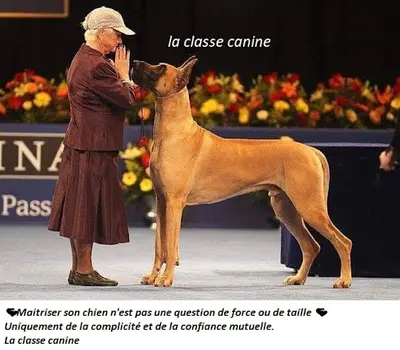 La Classe Canine (pension Puy de Dôme)