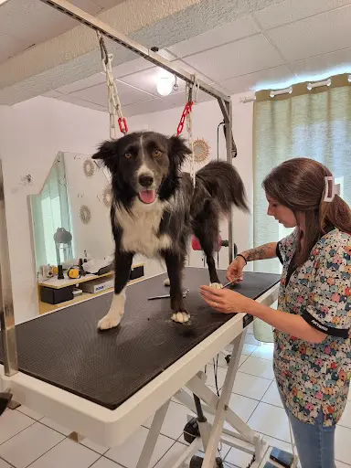 La Toilette Canine