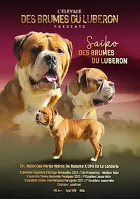 Des Brumes du Luberon
