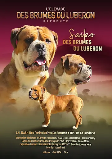Des Brumes du Luberon